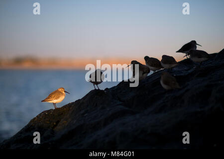 Eine kleine Herde von alpenstrandläufer mit einem Vogel in der Sonne und der Rest gegen die blauen Meer und Himmel auf einer felsigen Jetty. Stockfoto