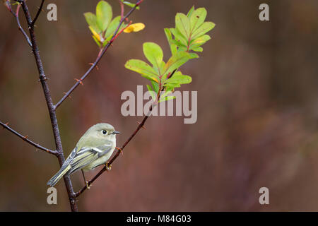 Ein Rubin-gekrönten Kinglet thront auf einem dornigen Zweig mit hellgrünen Blätter gegen eine glatte rötliche Hintergrund. Stockfoto