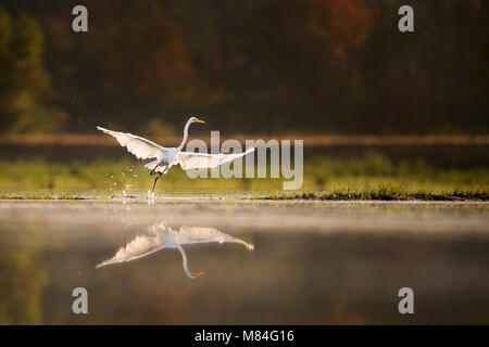 Ein Silberreiher zieht aus den ruhigen Wasser in den frühen Morgenstunden mit dem hinterleuchteten Sun seine weiße Federn Glow. Stockfoto