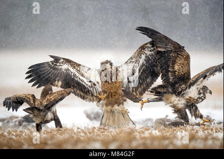 Eine Gruppe von Jugendlichen, Weißkopfseeadler Kampf über einen Leichnam in der leichte Schneefall auf einem Bauernhof. Stockfoto