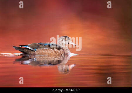 Ein junges Männchen Holz Ente nicht ganz seine nach Farben noch wie er schwimmt auf einem ruhigen Teich mit hellen orangen und roten Farben des Herbstes widerspiegelt in der Stockfoto