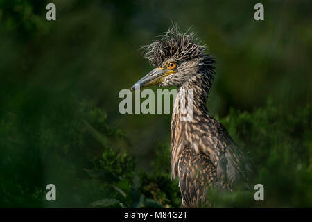 Ein jugendlicher Gelb - gekrönte Night Heron zeigt seine lustigen Kopf Federn in den grünen Bäumen gehockt. Stockfoto