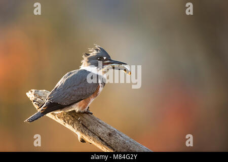 Eine weibliche Belted Kingfisher thront auf einem Baumstamm mit einem grossen Fisch in ihren Schnabel mit einem glatten Fallen farbigen Hintergrund in der Morgensonne. Stockfoto