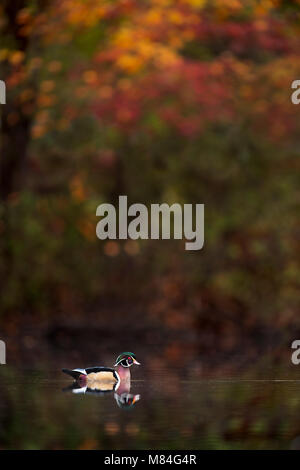 Eine Ente schwimmt auf einem ruhigen Teich mit einigen Farben des Herbstes in den Bäumen hinter sich. Stockfoto