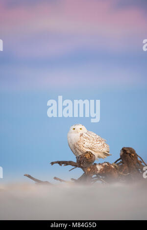 Eine Schnee-eule thront auf Treibholz am Strand mit weichem Dämmerung Licht und ein Pastell blau und lila Himmel Hintergrund. Stockfoto