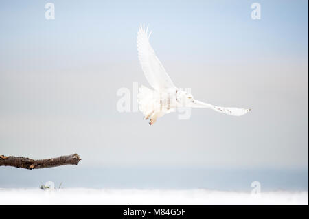 Eine strahlend weiße Schnee-eule fliegt tief über den Strand an einem bewölkten Tag im Winter mit dem Meer im Hintergrund. Stockfoto