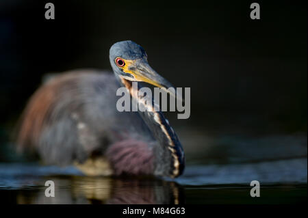 Ein erwachsener Dreifarbige Heron Stiele Beute im seichten Wasser mit einem dunklen Hintergrund und es rote Augen heraus stehen. Stockfoto