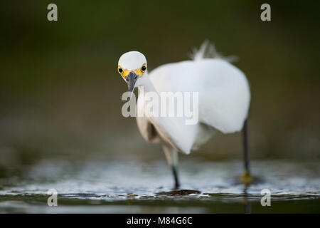 Ein Snowy Egret Stiele Fisch in den Untiefen mit seinen großen, gelben Augen stehen heraus, wie Es intensly starrt. Stockfoto