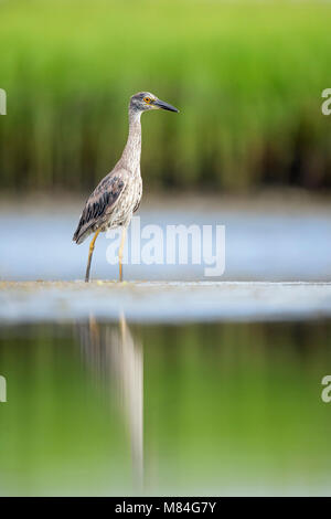 Eine junge Gelbe gekrönte Night Heron im seichten Wasser steht mit weichen, grünen Sumpf Gräser im Hintergrund und in den ruhigen Wasser wider. Stockfoto