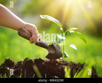 Die Hand eines Kindes mit Schaufel kümmert sich um einen Sämling im Boden Stockfoto