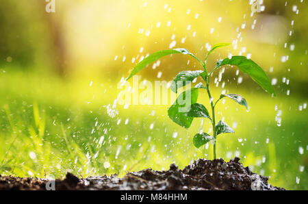 Wasser Tropfen fallen auf Neuen an einem sonnigen Tag im Garten sprießen im Sommer Stockfoto