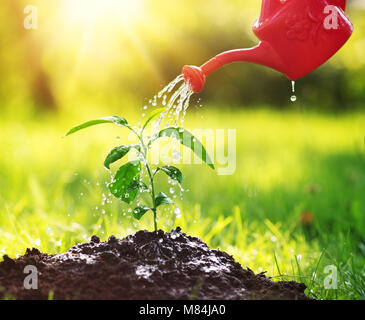 Wasser Tropfen fallen auf Neuen an einem sonnigen Tag im Garten sprießen im Sommer Stockfoto