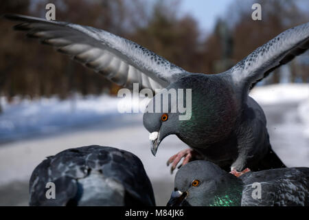 Tauben während der Fütterung im Winter in einem Stadtpark, Nahaufnahme Stockfoto