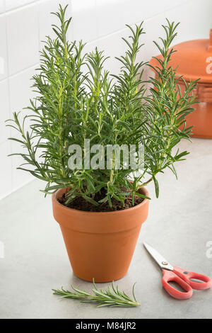 Braun terracotta Topf mit frischen italienischen Zweig Rosmarin und Schneiden Stockfoto