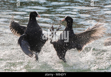 Paar eurasischen Blässhuhn (Fulica atra) in Wasser aggressiv zu sein in einem See in Großbritannien. Stockfoto