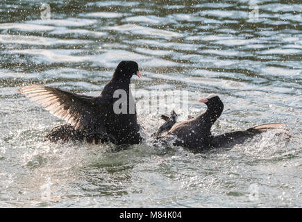 Paar eurasischen Blässhuhn (Fulica atra) in Wasser in einen Kampf mit einem deutlich zu verlieren und um Gnade winseln, in Großbritannien. Stockfoto