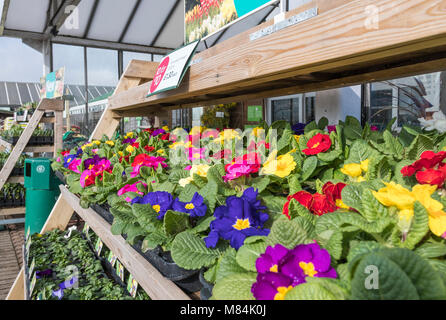 Primrose gemischt Blume Anzeige an einem Gartencenter im Frühjahr in Großbritannien. Primeln zum Verkauf. Stockfoto