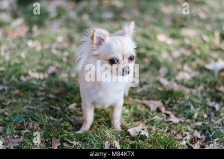 Portrait von adorable kleinen Chihuahua Hund stehend auf grünem Gras. Beige niedlichen Hund posieren. Stockfoto