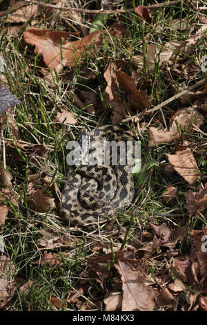 Männliche Gemeinsamen Europäischen Addierer oder Viper, Vipera berus, Basking Stockfoto