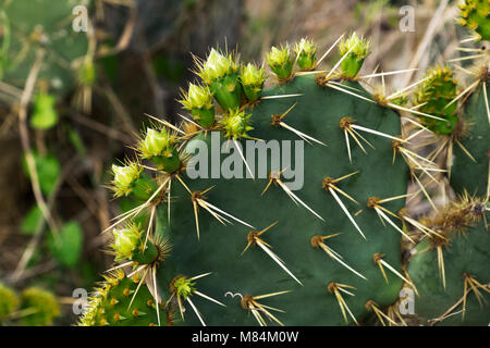 Feigenkakteen mit neuen Wachstum Anfang März. Stockfoto