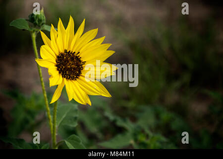 Wild Sonnenblumen wachsen in einem Feld in der Nähe von Weslaco, Texas. Stockfoto