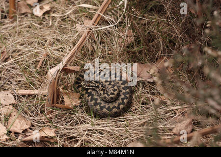 Weibliche Gemeinsamen Europäischen Addierer oder Viper, Vipera berus, Basking Stockfoto