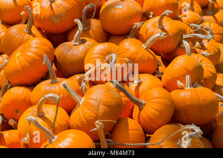 Ein Haufen Reife Kürbisse an einem sonnigen Tag im Herbst Stockfoto