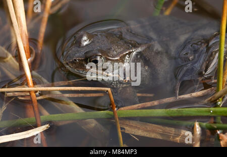 Ein Grasfrosch (Rana temporaria) gerade aus dem Winterschlaf im Frühjahr warten im Schilf am Rande eines Teiches für einen Partner zum Laichen beginnen. Stockfoto