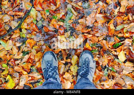 Blätter im Herbst explodierende mit Farbe Stockfoto