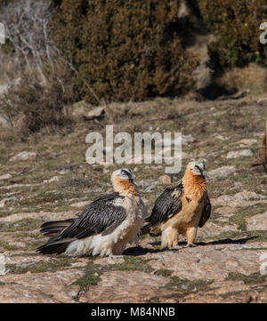 Paar nach Lammergeiers oder Bartgeier (Gypaetus Barbatus) saß auf dem Boden Pyrenäen Spanien in der Sonne. Stockfoto