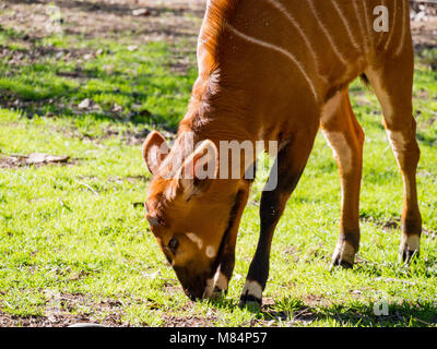 Cute östlichen Bongo, isaaci Tragelaphus eurycerus bezeichnet einen Spaziergang rund um den Zoo, Sacramento, Kalifornien Stockfoto