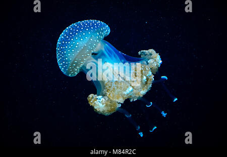 Blau transparent Quallen schwimmt durch Wasser Stockfoto