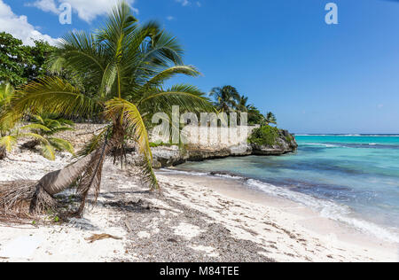 Eine Mauer aus Stein und Palmen auf Spotts Beach in der Savanne auf der südlichen Seite von Grand Cayman, Cayman Islands Stockfoto