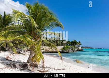 Eine Mauer aus Stein und Palmen auf Spotts Beach in der Savanne auf der südlichen Seite von Grand Cayman, Cayman Islands Stockfoto