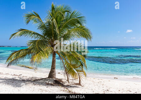 Ein einsamer plam-Baum auf Spotts Beach in der Savanne auf der südlichen Seite von Grand Cayman, Cayman Islands Stockfoto