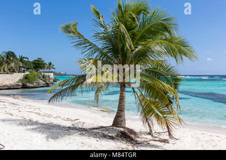 Eine Mauer aus Stein und Palmen auf Spotts Beach in der Savanne auf der südlichen Seite von Grand Cayman, Cayman Islands Stockfoto