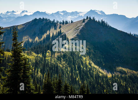 Auf der Suche nach Süden in Richtung Olymp von der Hohen Ridge Wanderweg, Hurricane Ridge, Olympic National Park, Washington State, USA. Stockfoto