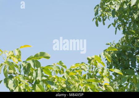 Walnut Tree Branches und strahlend blauer Himmel Stockfoto