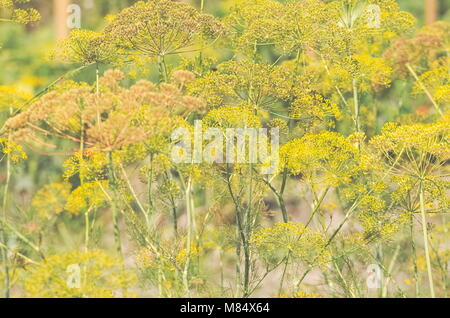 Gelber Dill Blumen im Garten Nahaufnahme Stockfoto