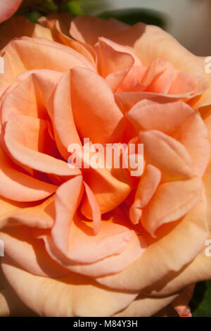 Malerische Nahaufnahme einer orange gefärbt in voller Blüte Rose, im Englischen Garten in der Grafschaft Cheshire. Stockfoto