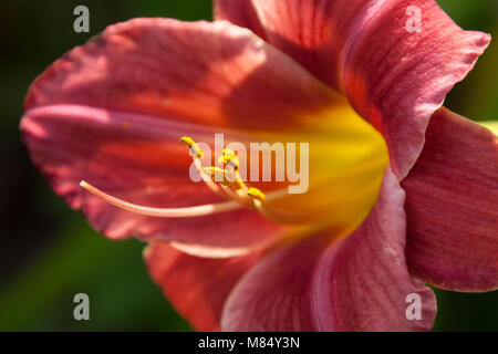 Malerische Nahaufnahme eines Daylily in voller Blüte, im Englischen Garten in der Grafschaft Cheshire. Stockfoto