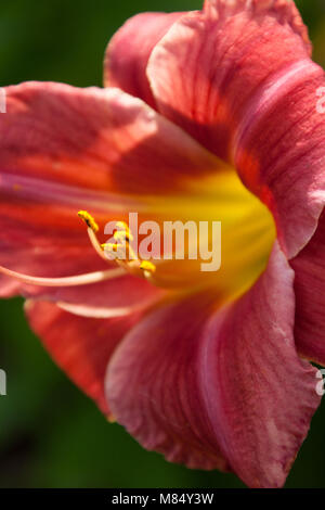 Malerische Nahaufnahme eines Daylily in voller Blüte, im Englischen Garten in der Grafschaft Cheshire. Stockfoto