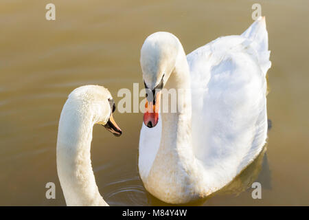 Ein paar Höckerschwäne (Cygnus olor), Schwimmen in einem See auf einem sonnigen Winter morgen, Creekmoor Teiche, Dorset, Großbritannien Stockfoto