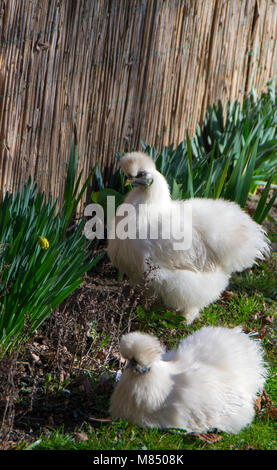 Das Silkie ist eine Rasse von Huhn, benannt nach seiner untypisch flauschigen Gefieder, die wie Seide fühlen soll, und satin. Stockfoto