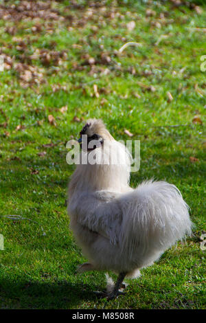 Das Silkie ist eine Rasse von Huhn, benannt nach seiner untypisch flauschigen Gefieder, die wie Seide fühlen soll, und satin. Stockfoto