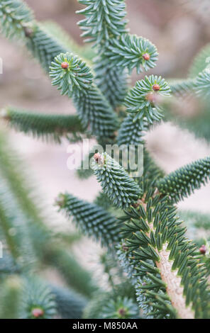 Abies pinsapo 'Aurea'. Golden spanische Tanne. Steif-nadlige Filialen detail. Großbritannien Stockfoto