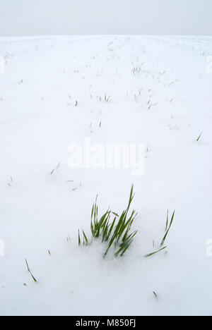 Gräser in einem schneebedeckten Feld in Croxley Green Stockfoto