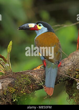 Platte in Rechnung gestellt wird, Berg - (Selenidera laminirostris) Erwachsenen auf dem Zweig Vinicio Birdwatcher's House, Nono-Mindo Straße, Ecuador Februa gehockt Stockfoto