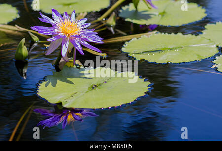 Seerosen in einer ruhigen Teich von Lily Pads Umgeben Stockfoto