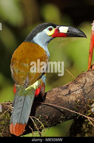 Platte in Rechnung gestellt wird, Berg - (Selenidera laminirostris) Erwachsenen auf dem Zweig Vinicio Birdwatcher's House, Nono-Mindo Straße, Ecuador Februa gehockt Stockfoto